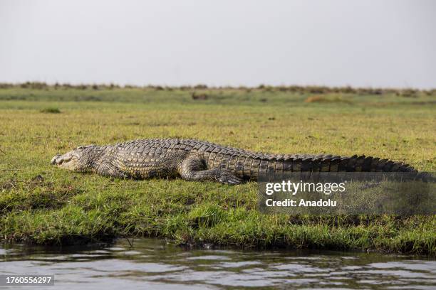 Crocodile is seen at the Chobe National Park in Kalahari desert at Kasane, Botswana on October 13, 2023. Chobe National Park is the 3rd biggest...