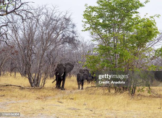 Elephants are seen at the Chobe National Park in Kalahari desert at Kasane, Botswana on October 13, 2023. Chobe National Park is the 3rd biggest...