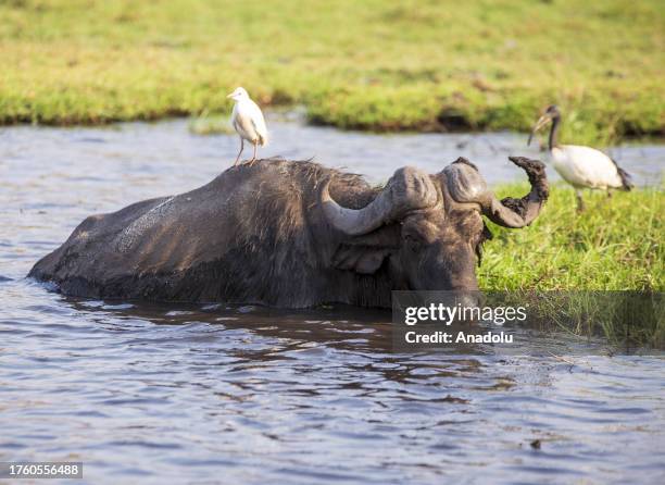 An African buffalo is seen at the Chobe National Park in Kalahari desert at Kasane, Botswana on October 13, 2023. Chobe National Park is the 3rd...