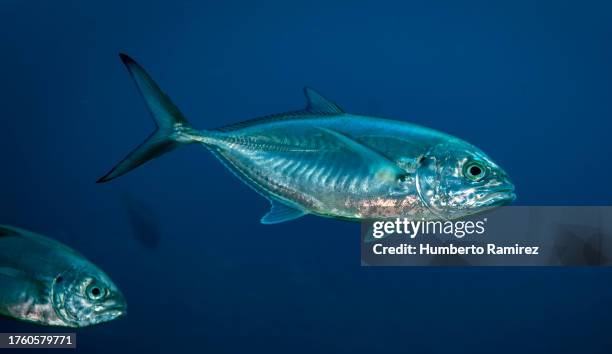 blue runners. - blue runner fish stock pictures, royalty-free photos & images