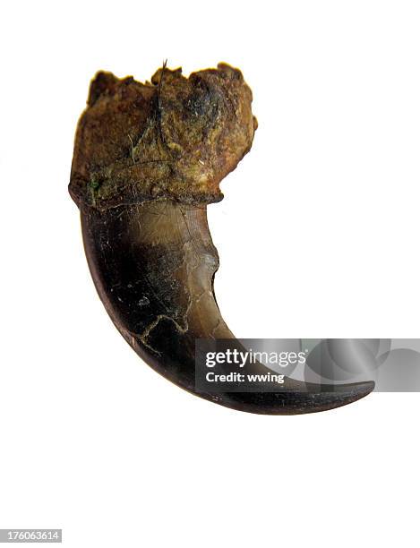 close-up of a black bear claw's clipping path. - bear claw stock pictures, royalty-free photos & images