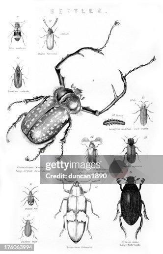 Beetles Beetles