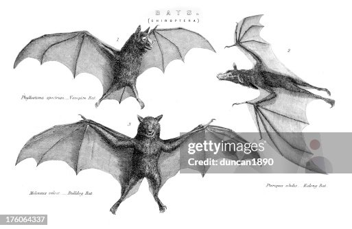Bats - Chiroptera Bats - Chiroptera