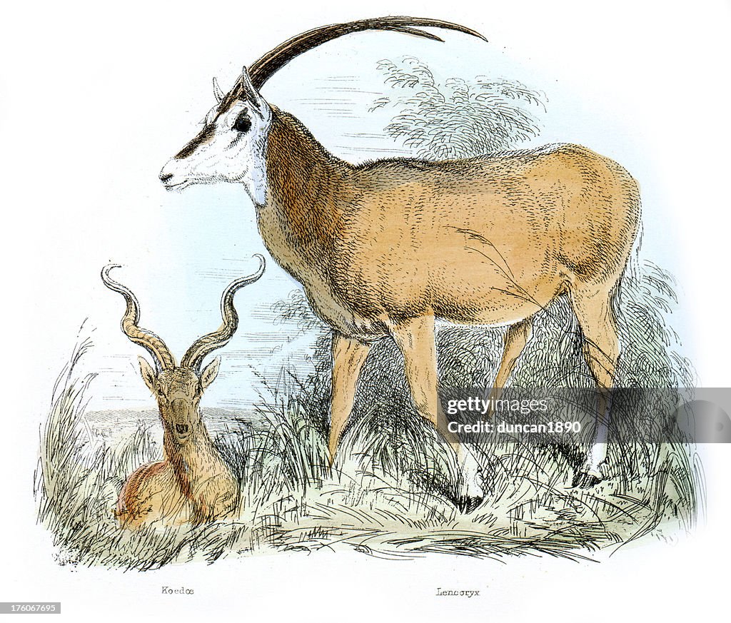 Antílopes-Koedoe e Leucoryx