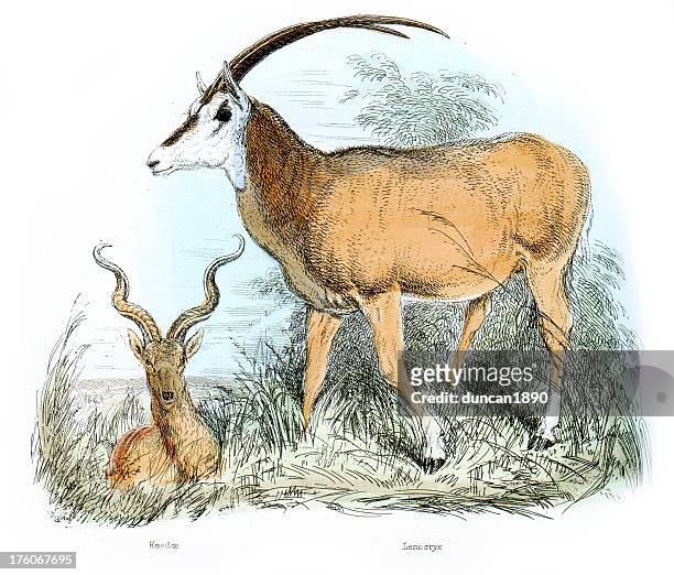 antelopes - koedoe and leucoryx - kudu stock illustrations