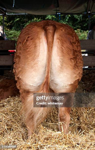 agricultural show-il mio sedere big in questo aspetto? - recinto per bestiame foto e immagini stock