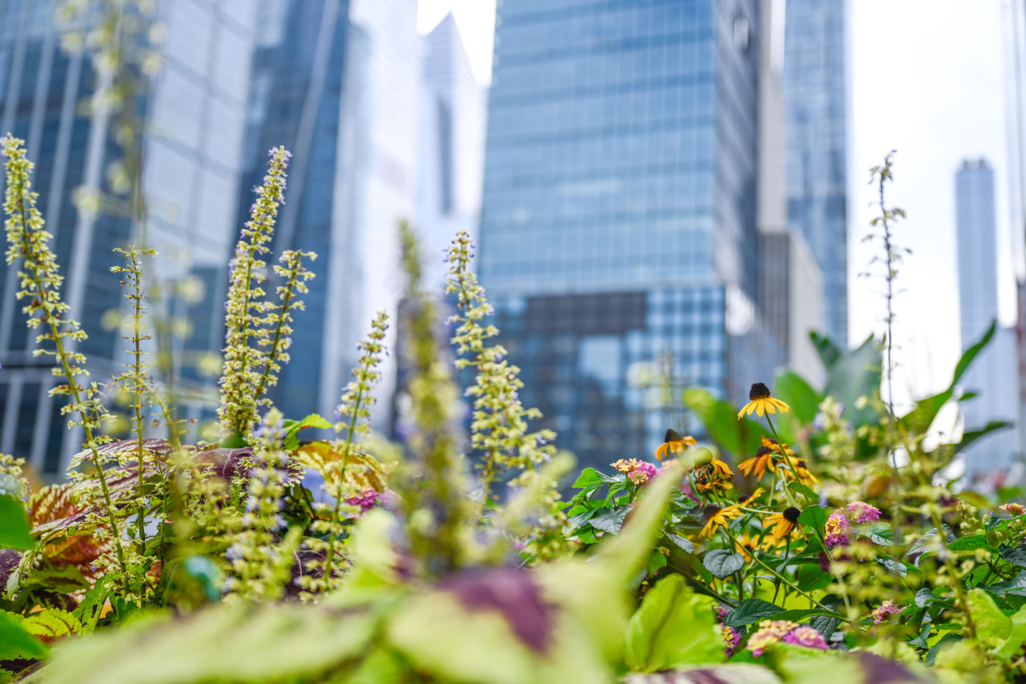corporate spring