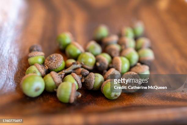 small acorns on wooden tray - squirrel stock pictures, royalty-free photos & images