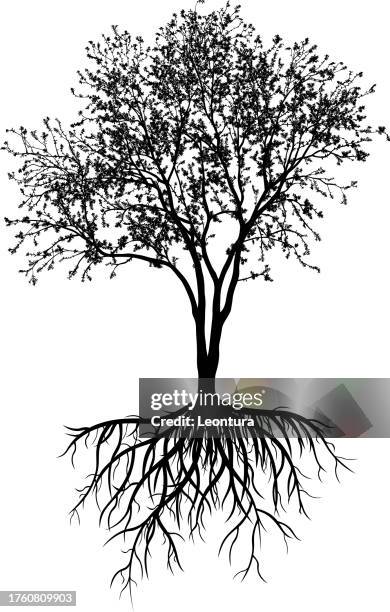 stockillustraties, clipart, cartoons en iconen met incredibly detailed tree with roots silhouette - wortel