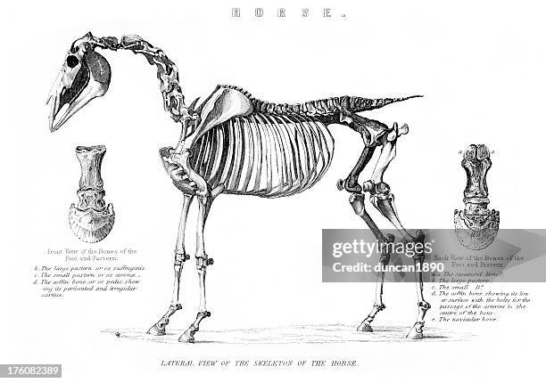 illustrazioni stock, clip art, cartoni animati e icone di tendenza di scheletro di cavallo - endoscheletro