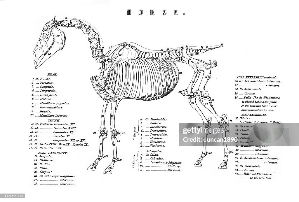 Skeleton of the Horse