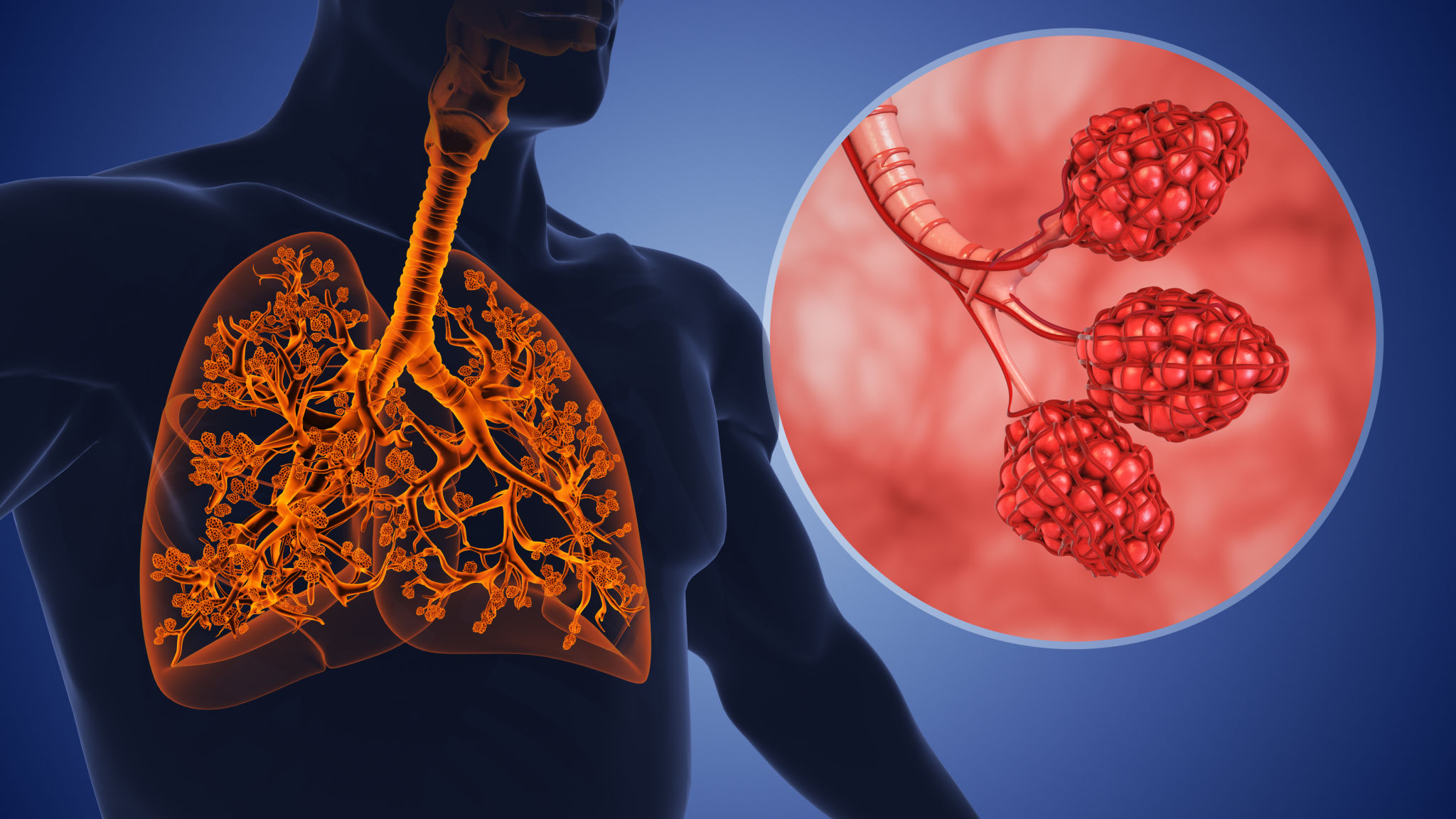 Alveoli and the bronchial tree in the human respiratory system Alveoli and the bronchial tree in the human respiratory system