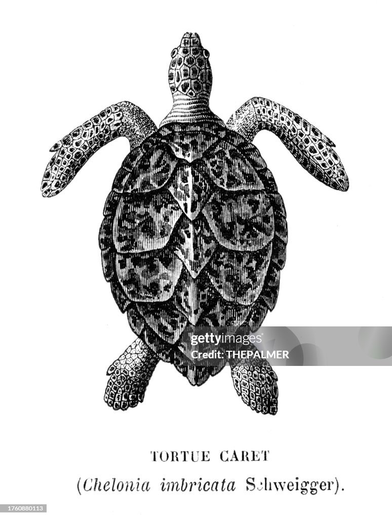 Engraving loggerhead sea turtle i- Le Monde de la Mer by Alfred Fredol 1866