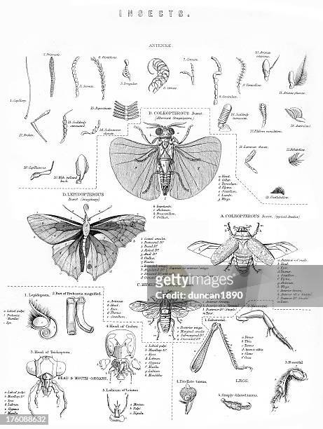 vintage engraving of insects - vestigial wing stock illustrations
