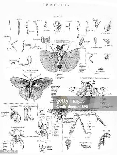 vintage engraving of insects - haltere 幅插畫檔、美工圖案、卡通及圖標