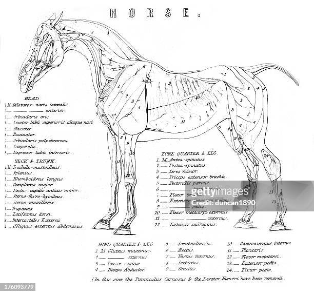 skelett des pferdes - gliedmaßen körperteile stock-grafiken, -clipart, -cartoons und -symbole