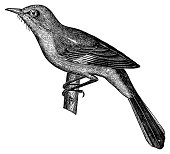 Mockingbird | Antique Animal Illustrations