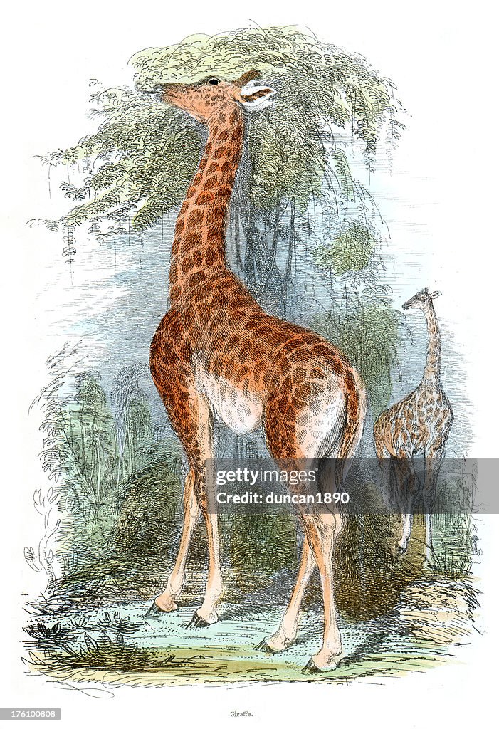 Giraffe - Vintage colour engraving