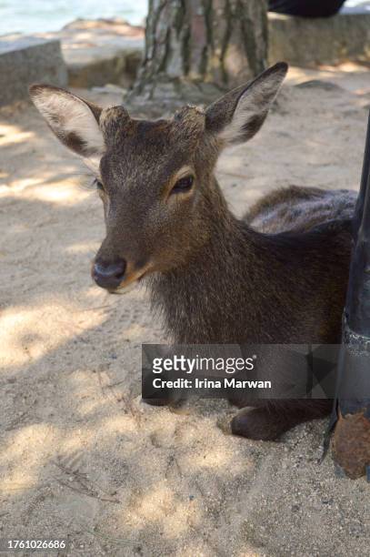 deer at miyajima island, hiroshima japan - miyajima stock pictures, royalty-free photos & images
