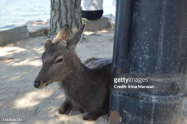 deer at miyajima island, hiroshima japan - torii tor stock-fotos und bilder