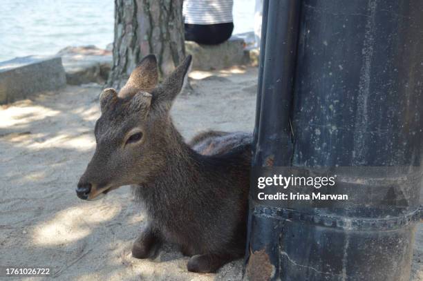 deer at miyajima island, hiroshima japan - miyajima stock pictures, royalty-free photos & images