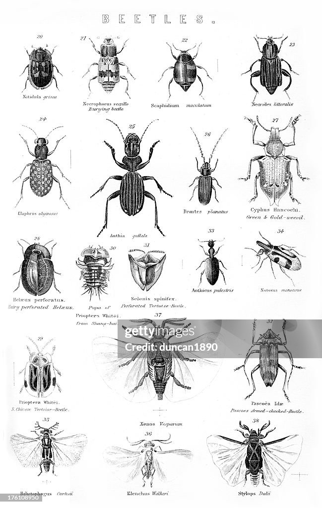 Beetles