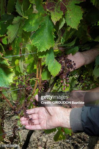 After heavy rains in Bordeaux, mildew threatens 30% of the grape harvest. A tragedy for resilient winegrowers. Here, the Luro family vineyard. Focus...