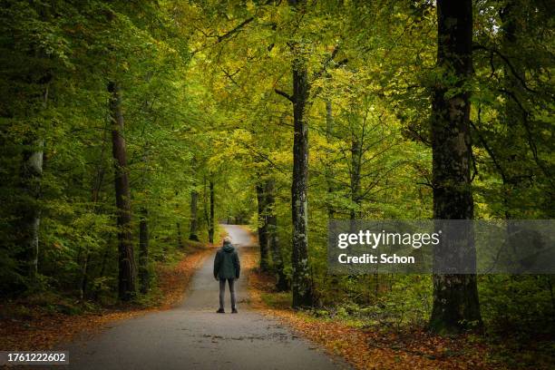 a man stands on a path in a deciduous forest in autumn - vaxjo stock pictures, royalty-free photos & images