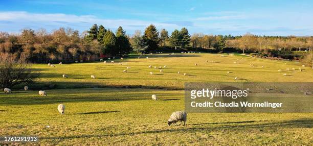 sheep grazing in milton keynes - ewe stock pictures, royalty-free photos & images