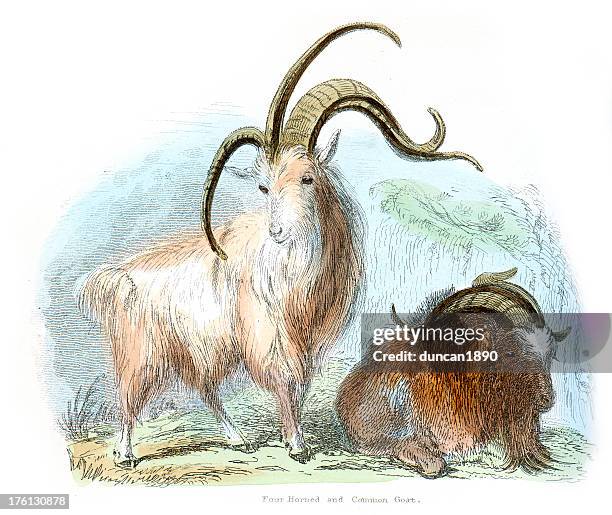 Dolin Goat 39 Four Horned Goat Stock Photos, High-Res Pictures, and Images - Getty ...