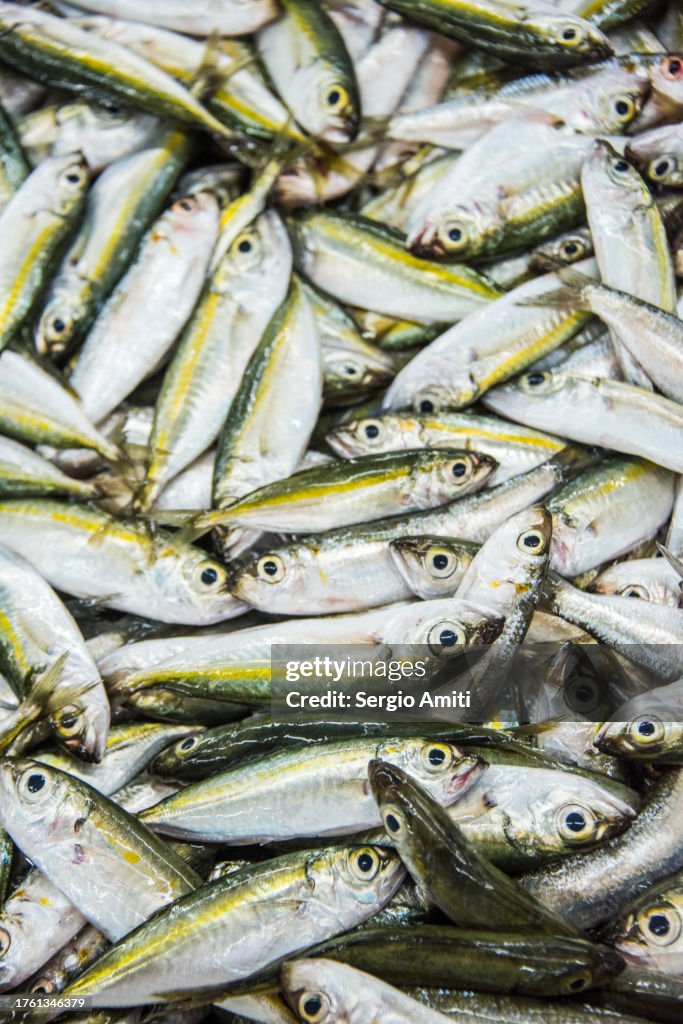 Omani yellowstripe trevally fish on sale at market
