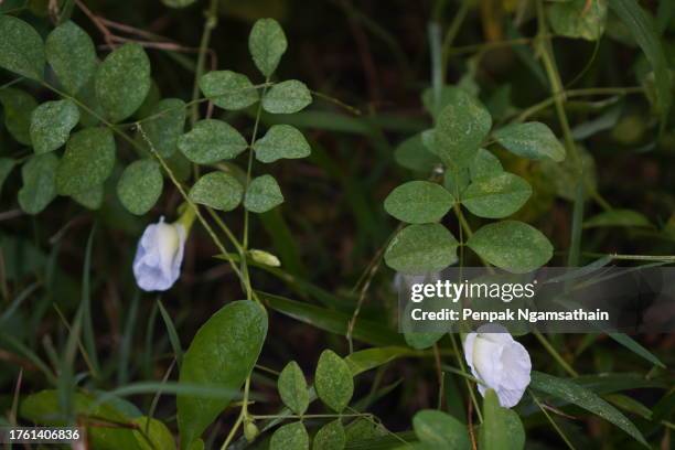 blue butterfly pea white color flower clitoria ternatea l. in soft focus on green blur nature background flowering vine blooming in garden, which grows in tropics of asia, clitoria ternatea single blue - clitoria fotografías e imágenes de stock