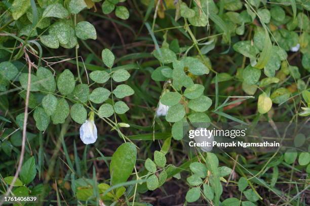 blue butterfly pea white color flower clitoria ternatea l. in soft focus on green blur nature background flowering vine blooming in garden, which grows in tropics of asia, clitoria ternatea single blue - clitoria stockfoto's en -beelden