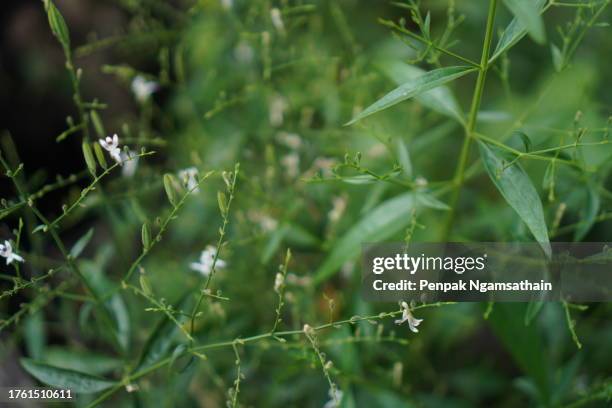 king of bitters scientific name andrographis paniculata burm, wall. ex nees, fah talai jhon, thai herbs relieve sore throat, reduce fever, heat up the cold green leaves vegetable nature protect coronavirus, covid-19 - cold sore stock pictures, royalty-free photos & images