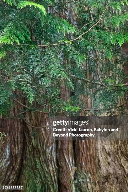 close up of old cedar tree in aros park, isle of mull, scotland - cedar branch stock pictures, royalty-free photos & images