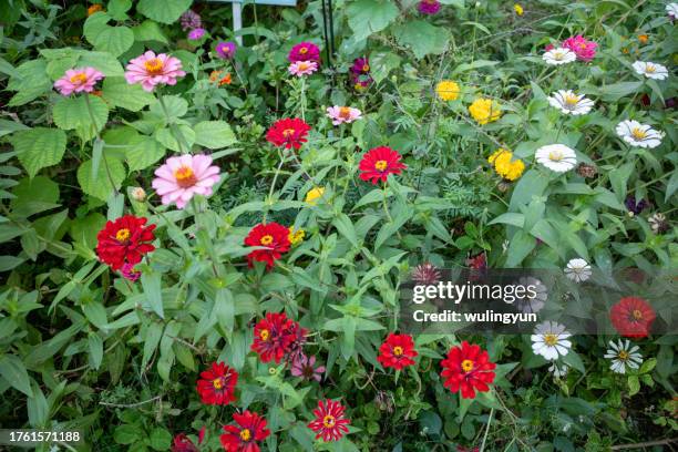 full frame of china aster - aster stock pictures, royalty-free photos & images