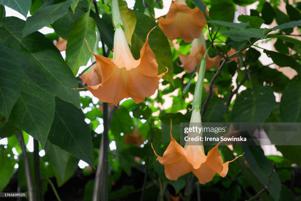 Angel's trumpet