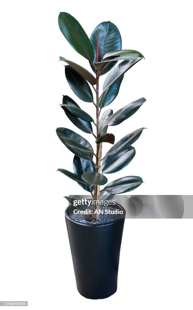 Houseplant. Young ficus elastica a potted plant isolated on white background. Home plant ficus. Rubber fig's big smooth green leaf
