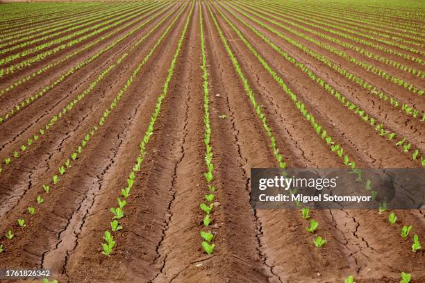 newly planted lettuce field - planta nova imagens e fotografias de stock
