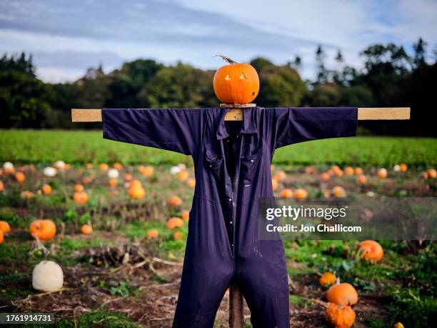 a scarecrow stands in a pumpkin patch - scarecrow stock pictures, royalty-free photos & images