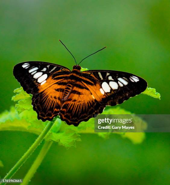 butterfly tiger orange and white on leaf - colorful bug stock pictures, royalty-free photos & images