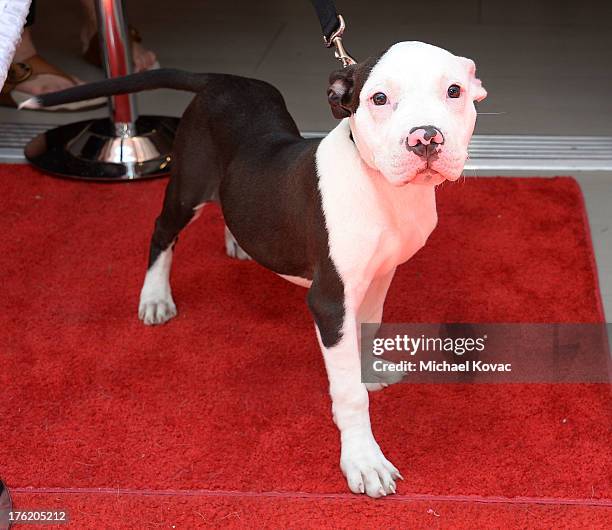 General view of atmosphere at the NKLA Pet Adoption Center Opening Celebration at the NKLA Pet Adoption Center on August 11, 2013 in Los Angeles,...