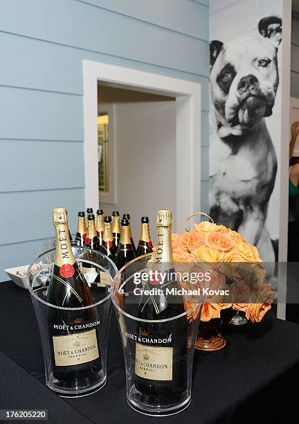 General view of atmosphere at the NKLA Pet Adoption Center Opening Celebration at the NKLA Pet Adoption Center on August 11, 2013 in Los Angeles,...