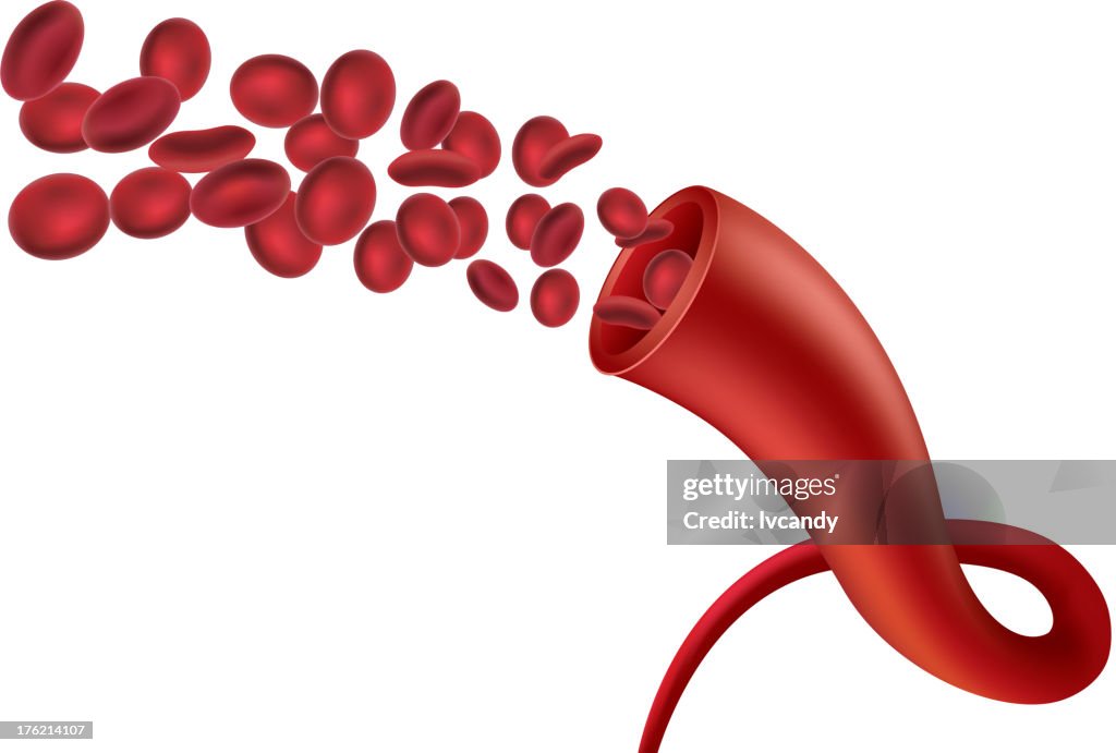 Blood Vessel