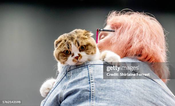 Scottish Fold cat is shown on the catwalk during the Liverpool Cat Extravaganza & Rescue Awareness Event By Loving Cats Worldwide at Exhibition...