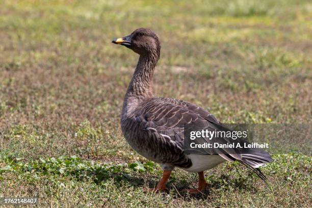 tundra bean-goose - anser fabalis stock pictures, royalty-free photos & images
