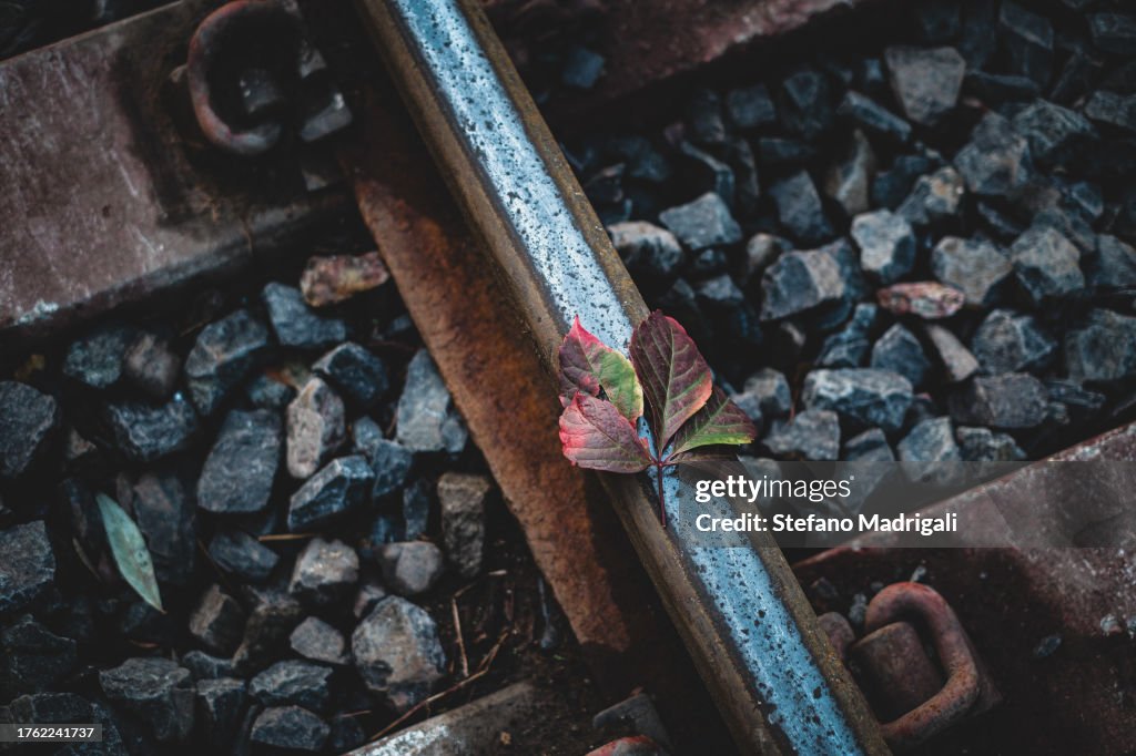 Red leaf above the train track, travel