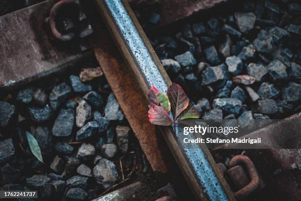 red leaf above the train track, travel - leaf rust stock pictures, royalty-free photos & images