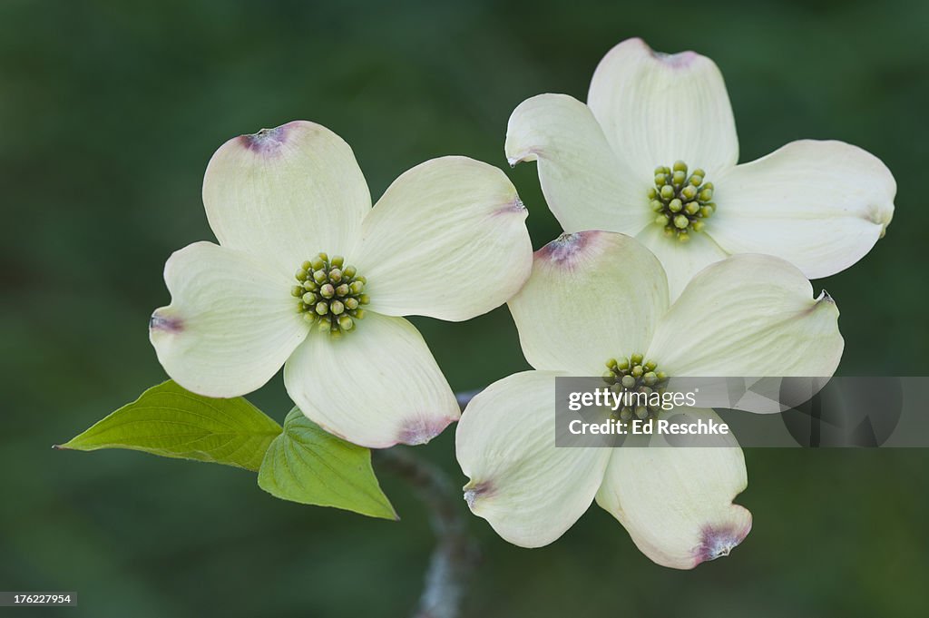 Flowering Dogwood (Cornus florida), Flowering Tree