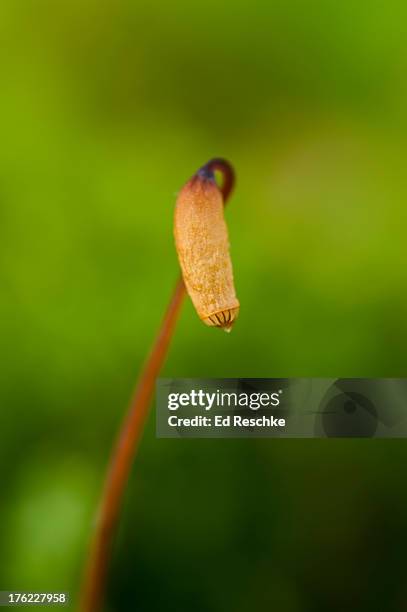 Capsule Example Botany 131 Capsule (Botany) Stock Photos, High-Res Pictures, and Images ...